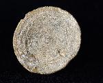 Aspidiscus cristatus (LAMARCK 1801) - Bild © FossNet FossilienStore